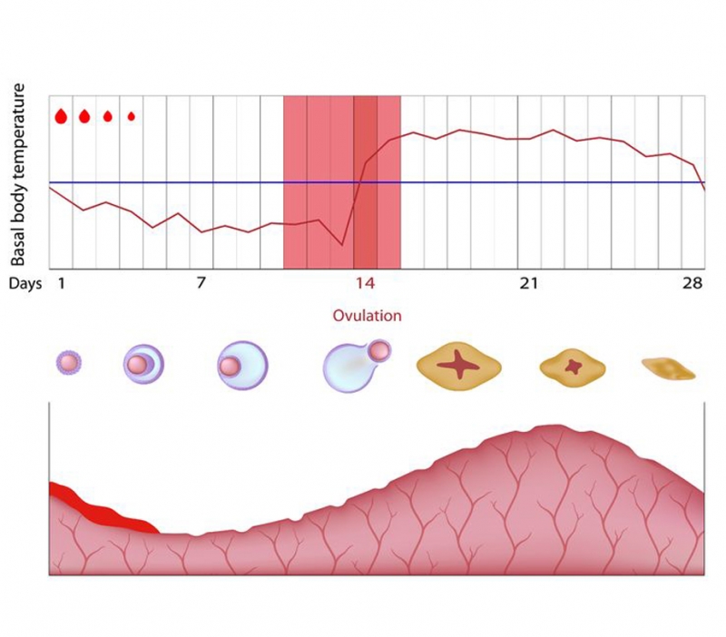 Fertilité et régime