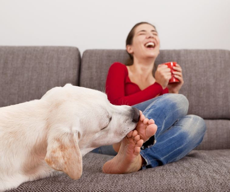 Le chien : un bon anti-stress