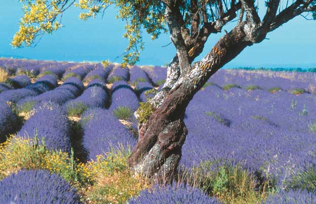 Iles méditerranéennes : des petits paradis sur mer